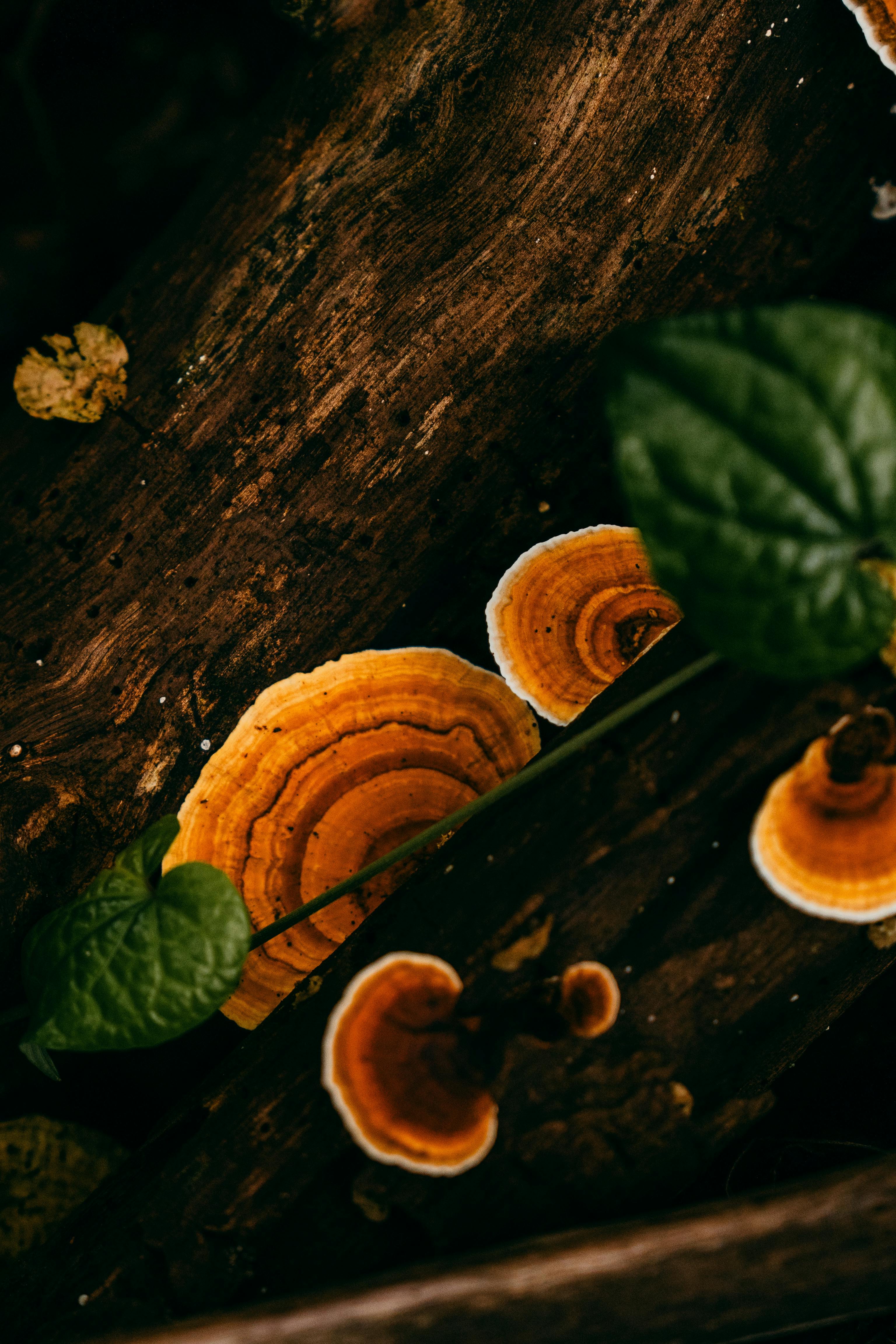 Reishi Mushroom Benefits for Immune Health article cover image